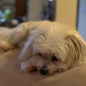 Meet your Posher, Latrice